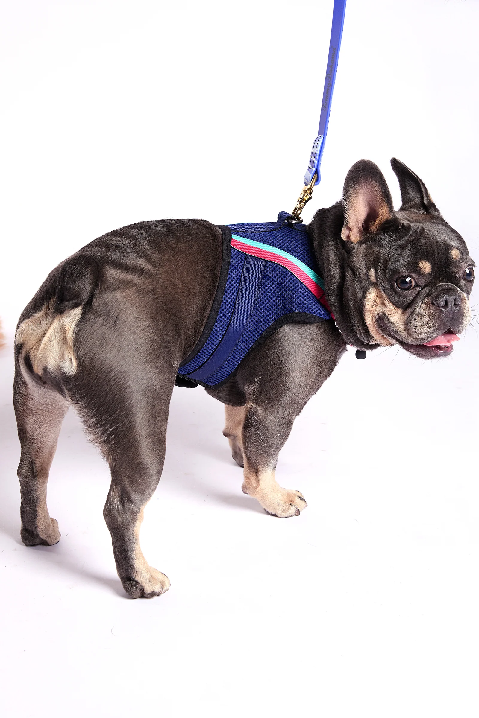 Trina Turk X K9 Harness - Image 5
